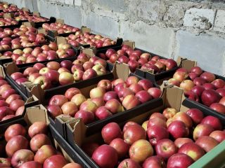 Hello I will sell Idared with Ka 2 Sorts