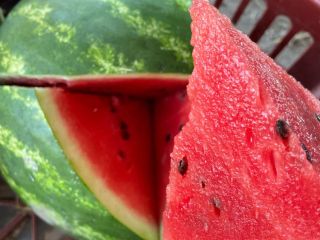 Watermelons of several varieties available from the end of