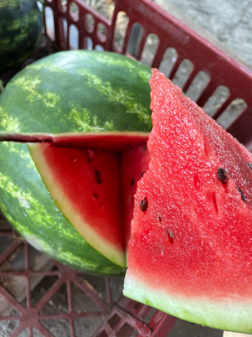 Watermelons of several varieties available from the end of June to the beginning of September, organic and with a small number of inputs, we are looking for