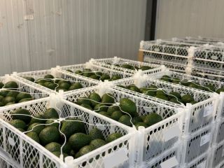 I am selling a mix of Hass avocados from