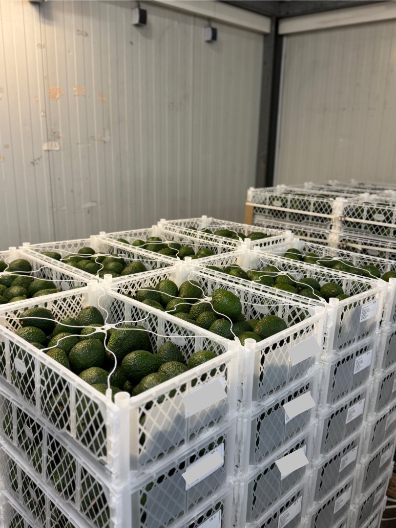 I am selling a mix of Hass avocados from Colombia in containers