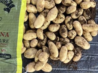 We can supply Egyptian potatoes size 40/60 or any