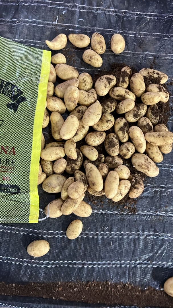 We can supply Egyptian potatoes size 40/60 or any size, packing 10kg and 25kg mesh bags