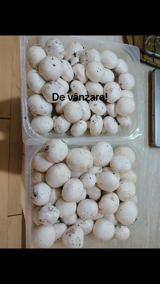 Organically grown champignon mushrooms!