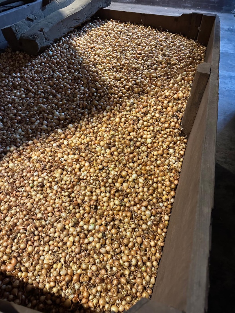 Hello, I am looking for my client Stuttgarter spring onions, size 14/17, 17/21, 10/21 mm, 10 kg bags, 2-3 cars