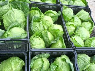 We are looking for serious buyers for spring cabbage