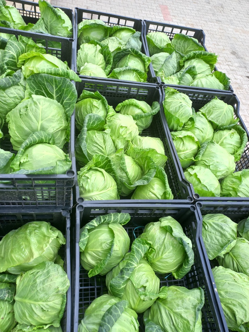 We are looking for serious buyers for spring cabbage from Macedonia