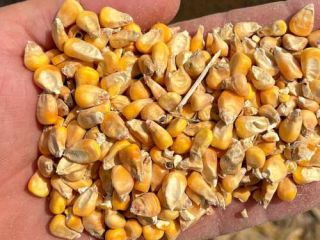 WE SELL YELLOW CORN (ANIMAL FEED) IN BULK. LARGE