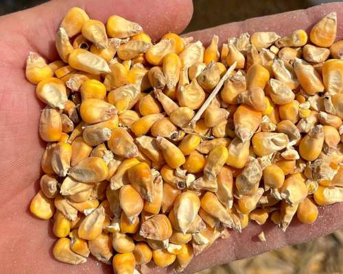 WE SELL YELLOW CORN (ANIMAL FEED) IN BULK