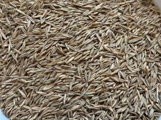 I will sell high quality alfalfa seeds, red clover