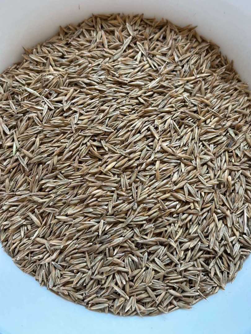 I will sell high quality alfalfa seeds, red clover and incarnate clover (alfalfa seed, trifolium pratense, trifolium incarnatum) and other grass species such