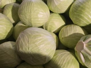 I OFFER FOR SALE WHITE CABBAGE OF POLISH OR