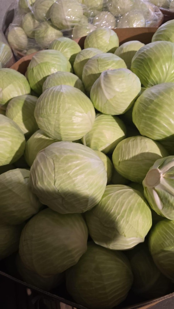 I OFFER FOR SALE WHITE CABBAGE OF POLISH OR GERMAN ORIGIN