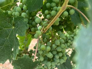 VITICULTURE Grape variety: Ribolla Vineyard: Montecastrilli Soil: Clay-limestone Altitude: