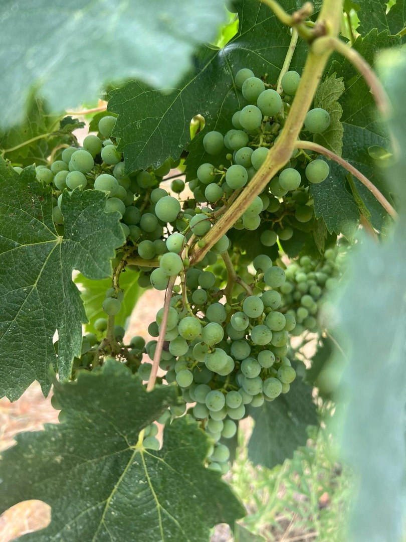 VITICULTURE Grape variety: Ribolla Vineyard: Montecastrilli Soil: Clay-limestone Altitude: 300 m Training system: Guyot Average age of vines: 5 years Planting