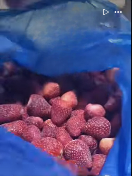IQF Frozen Strawberry Grade : A Varity : Festival & Fortuna Packing : Carton Box , Bags