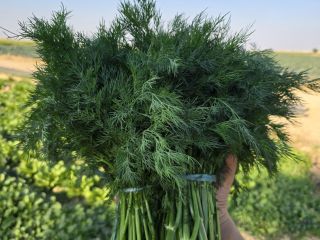 Fresh dill and parsley from Uzbekistan - wholesale quantities!