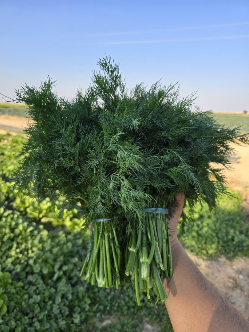 Fresh dill and parsley from Uzbekistan - wholesale quantities! We offer high quality dill and parsley imported directly from Uzbekistan