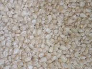 Fresh harvested agricultural White Maize