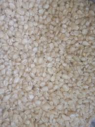 Fresh harvested agricultural White Maize