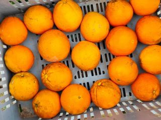 I will sell Oranges Navel Povell Spain. I am