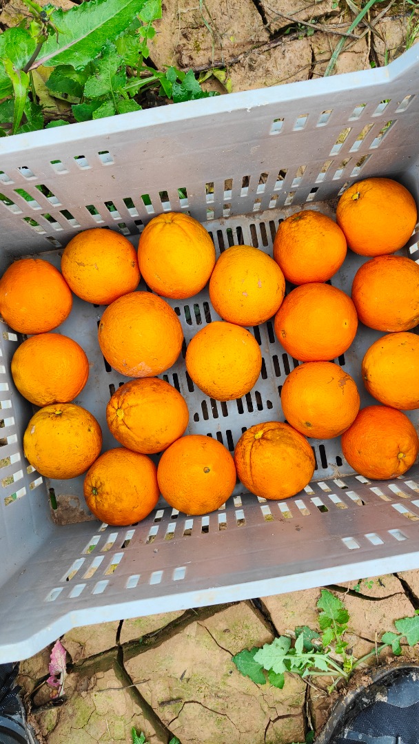 I will sell Oranges Navel Povell Spain