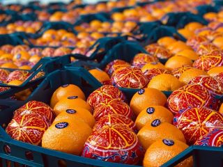 Fresh orange Valencia