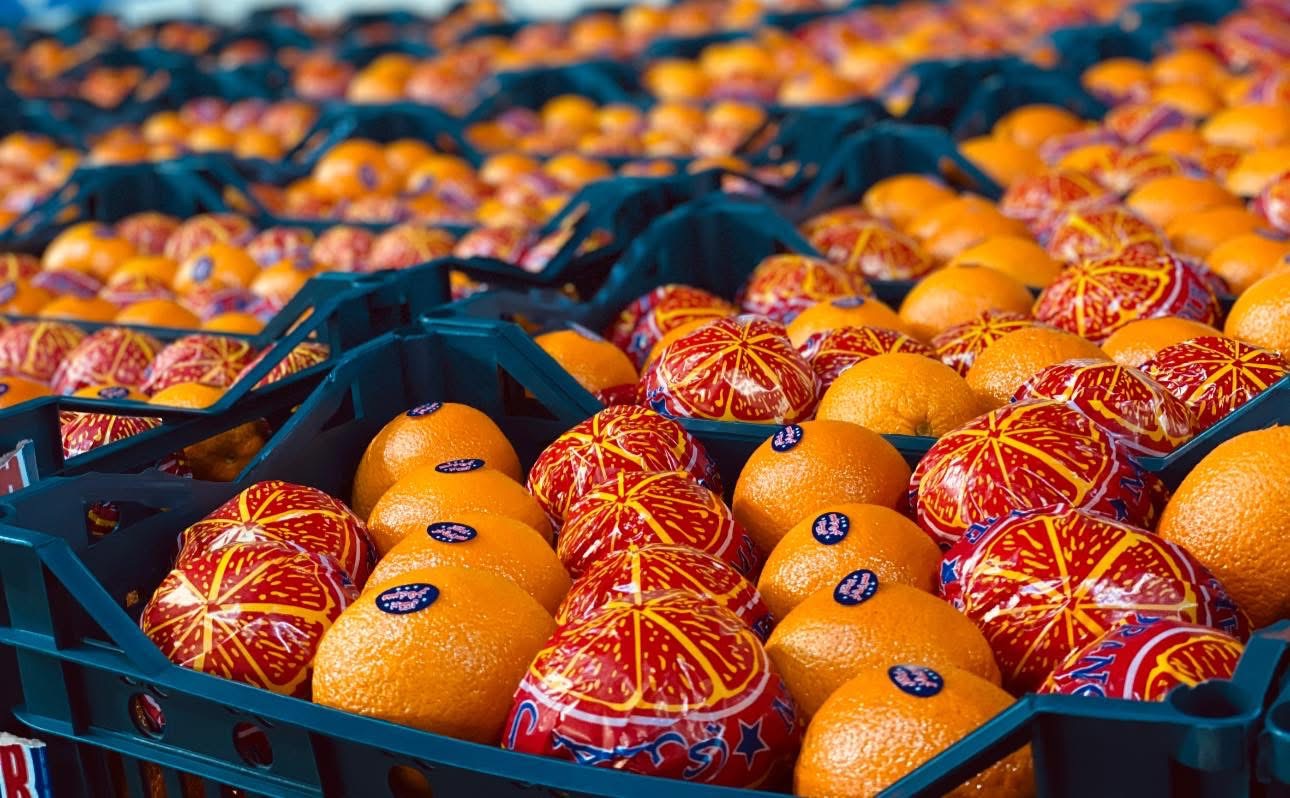 Fresh orange Valencia