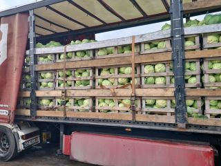 FIA GOGOT FRUIT GREECE SALONIK, WILL BRING BACK THE