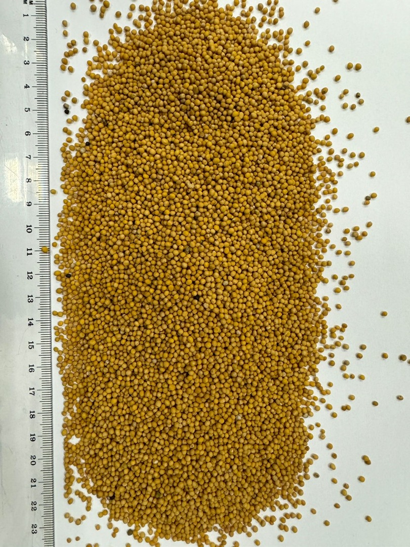 We offer high quality mustard with a purity of 99-99.5%
