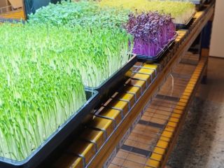 I will sell microgreens of peas, radishes, sunflowers and