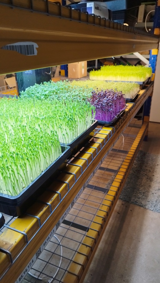 I will sell microgreens of peas, radishes, sunflowers and others on request
