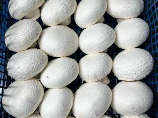 I sell white, brown, portobello, flat, and oyster mushrooms.