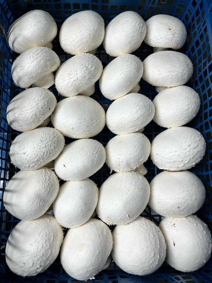I sell white, brown portobello, flat and oyster mushrooms