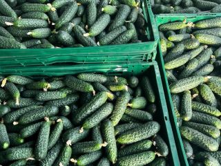 Fresh Vegetables - Cucumbers straight from Romania! The season