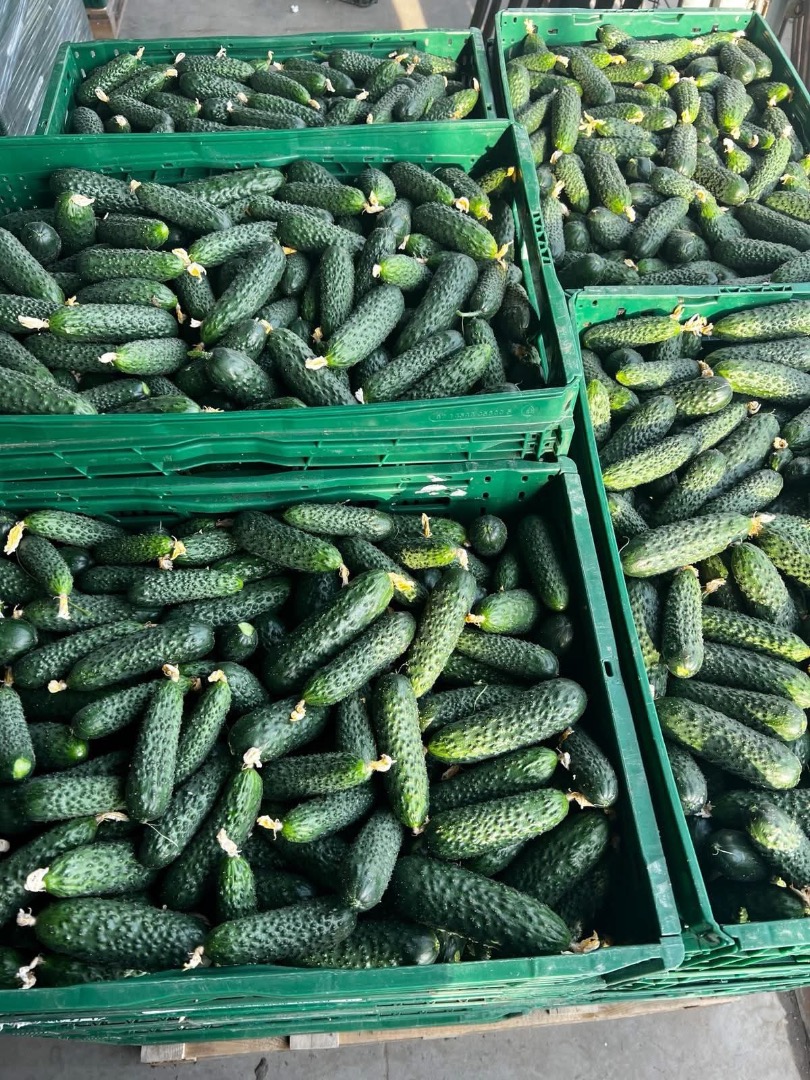 Fresh Vegetables - Cucumbers straight from Romania! The season for fresh vegetables has begun! ✅ We offer cucumbers and other vegetables of the highest