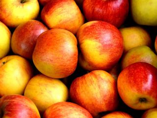 OFFER FOR PURCHASE OF APPLES FOR CONSUMPTION AND INDUSTRIAL