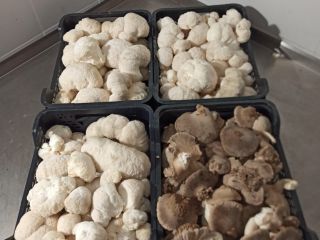 We offer high quality fresh lion's mane from our