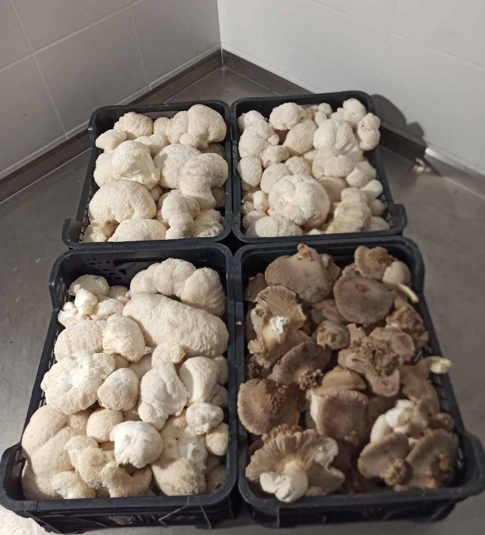 We offer high quality fresh lion's mane from our own year-round cultivation