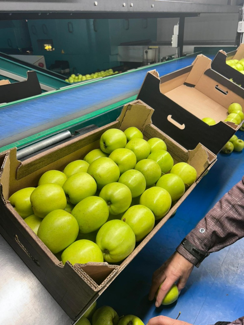Golden Delicious is a popular apple variety known for its sweet and mild flavor