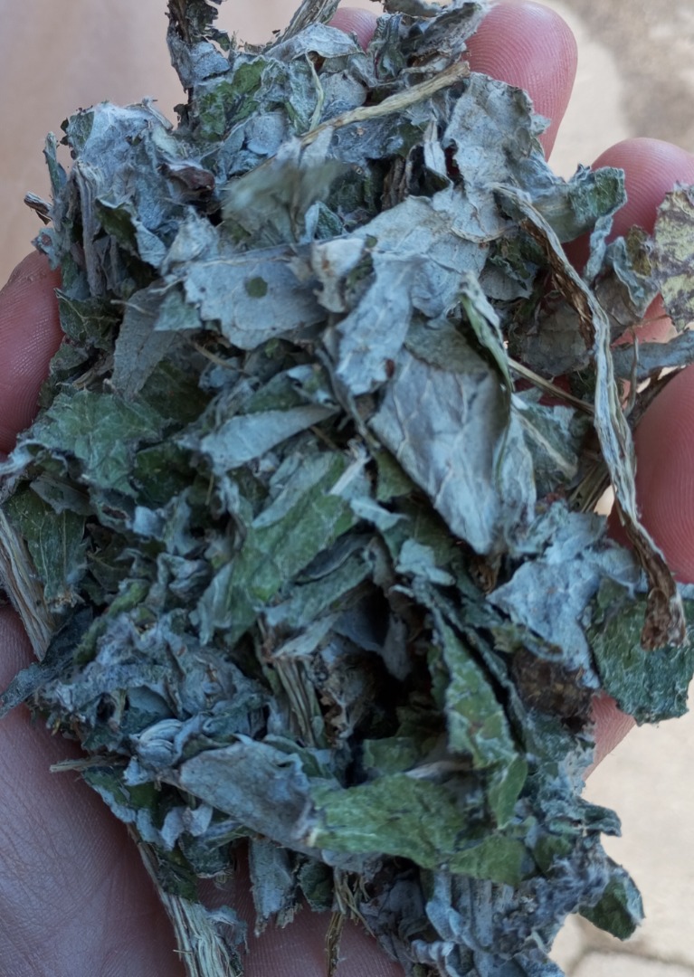 Artichoke for sale - direct harvest for floor drying, no pesticides, high quality