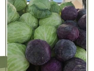 I sell cabbage all year round.