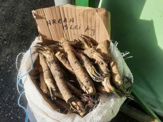 I am selling 400kg of organic Romanian horseradish from