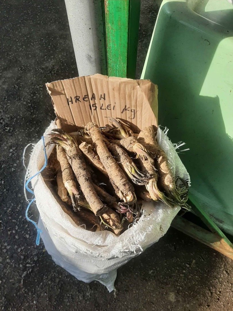 I am selling 400kg of organic Romanian horseradish from the garden, nice and thick, for stalls, household use, mustard, etc