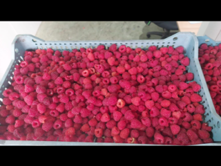 Frozen Willamette raspberries, 90/10 quality (can also be 95/5),