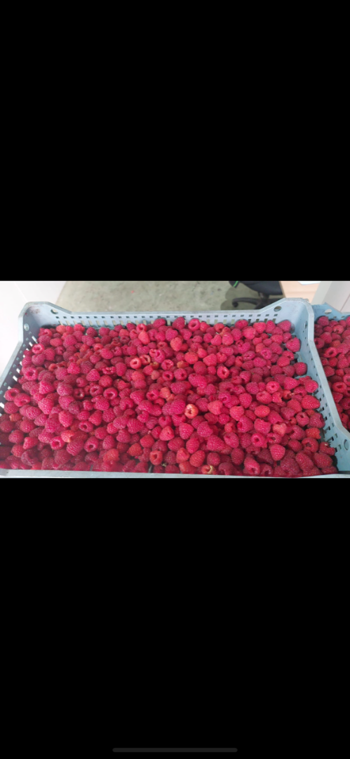 Frozen Willamette raspberries, 90/10 quality (can also be 95/5), packaged in 1/10 kg (can also be 4 x 2.5 kg), kraft paper