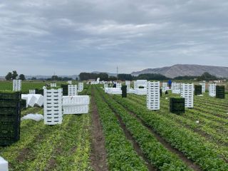 Hello, we are parsley farmers. We export top-quality parsley