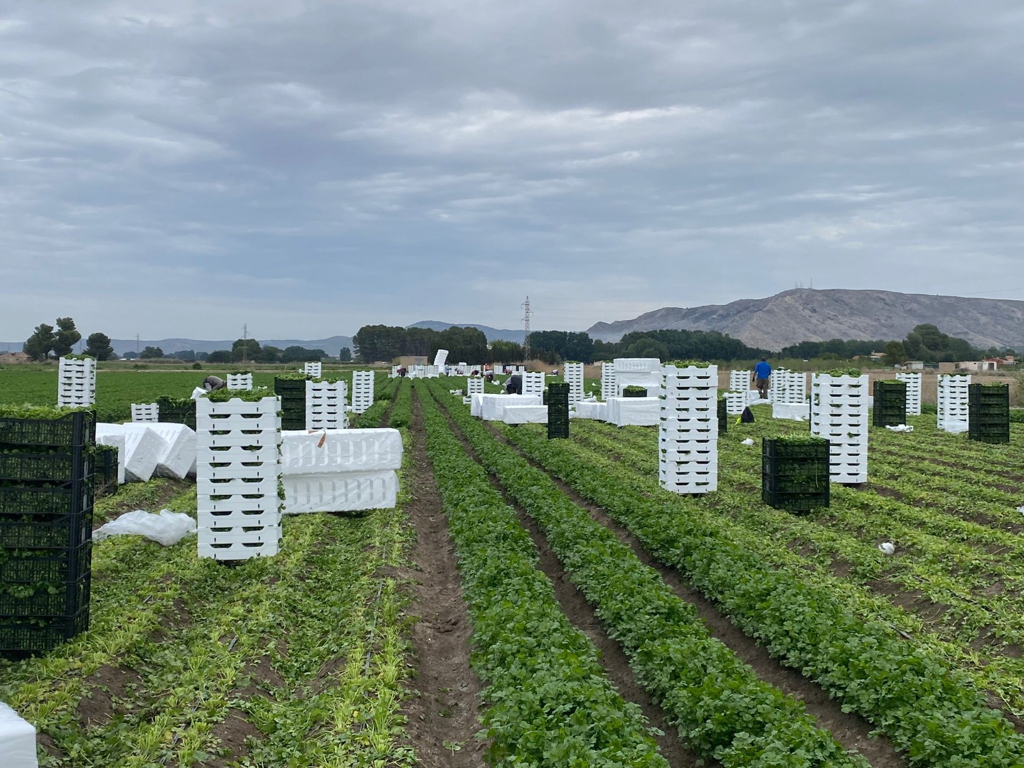 Hello, we are parsley farmers