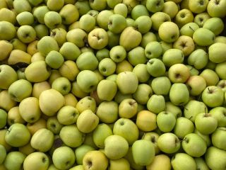 golden delicious apple