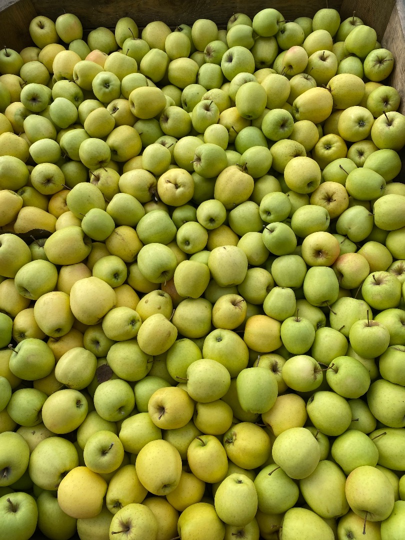 golden delicious apple